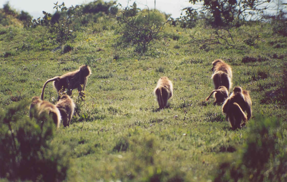 Babouins geladas dans les monts Simien