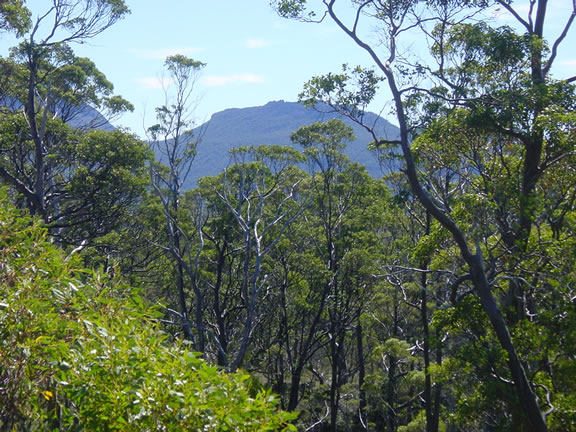 Forêt de Tasmanie